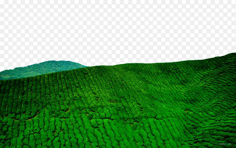 深绿色的稻田