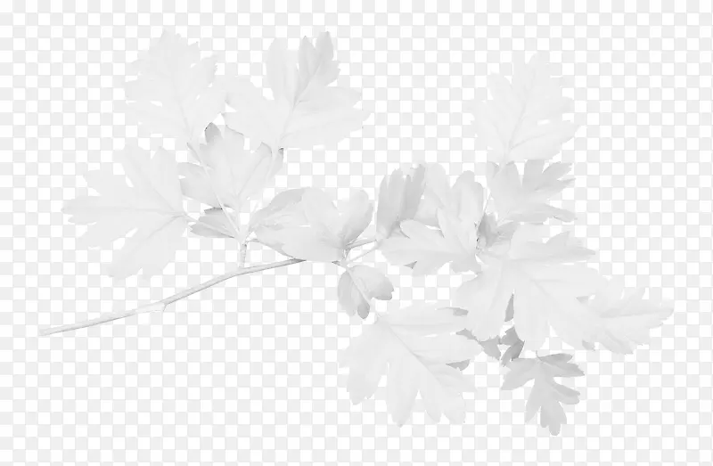 白色漂亮枝叶