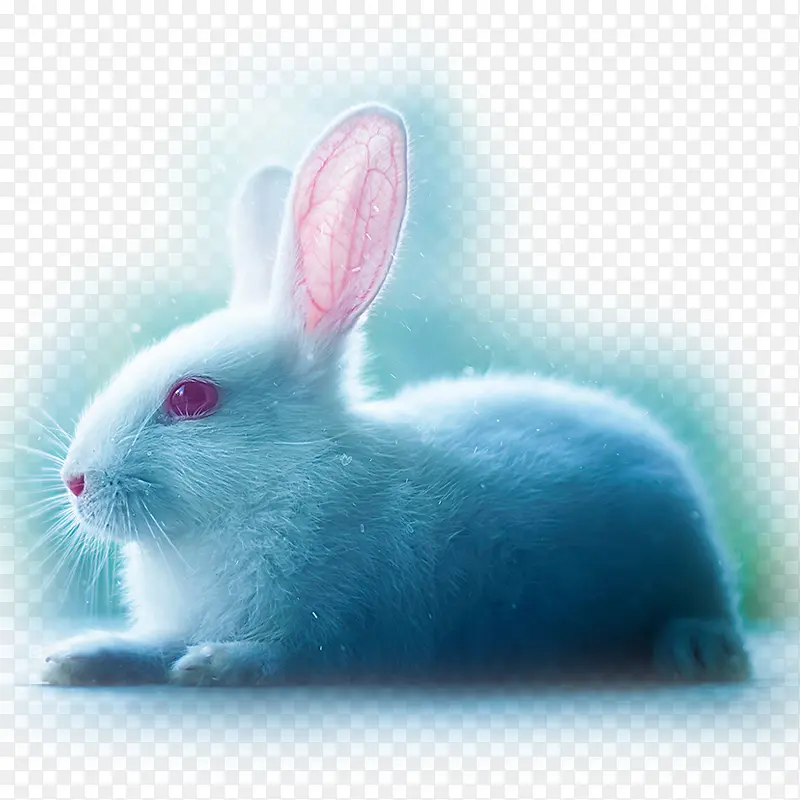 红眼小白兔