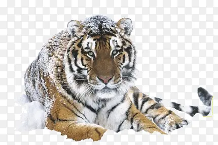 雪与虎