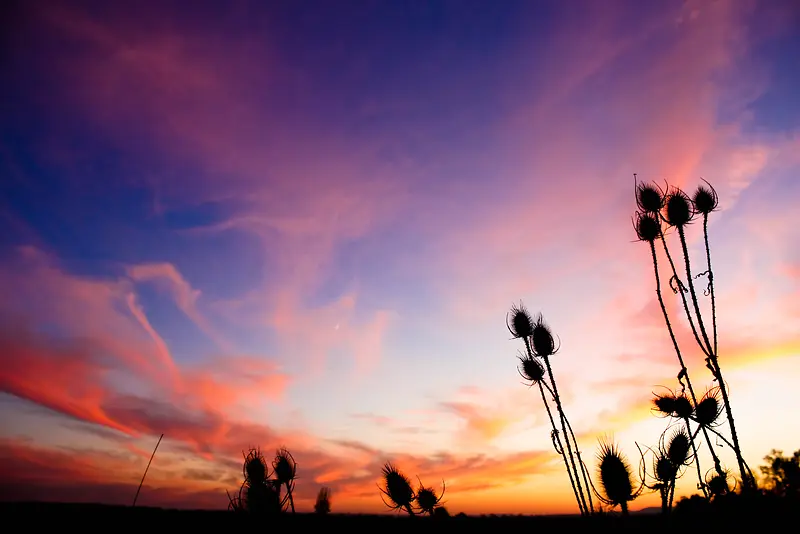 夕阳下的野草