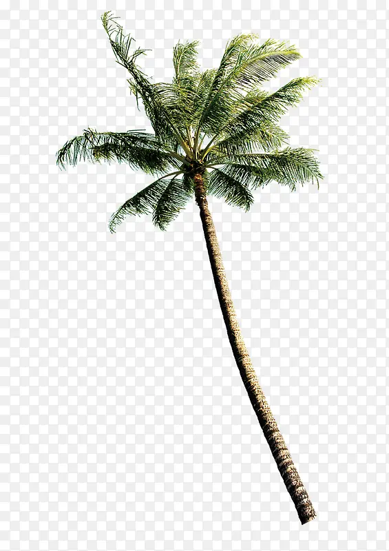 沙滩植物椰子树特色景点