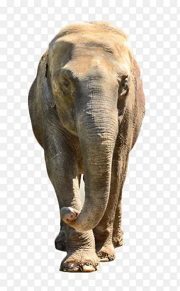 野生动物大象正面