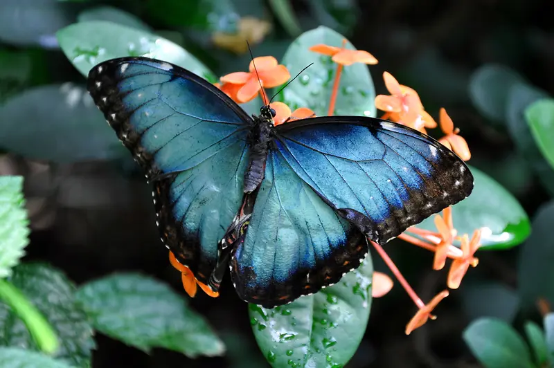 鲜花上的蓝色蝴蝶