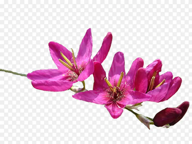 紫红色花朵花枝