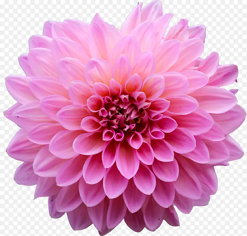 紫红色大丽花