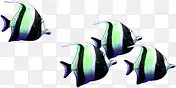 鱼 金鱼 热带鱼 绿色