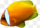 鱼 金鱼 热带鱼 黄色