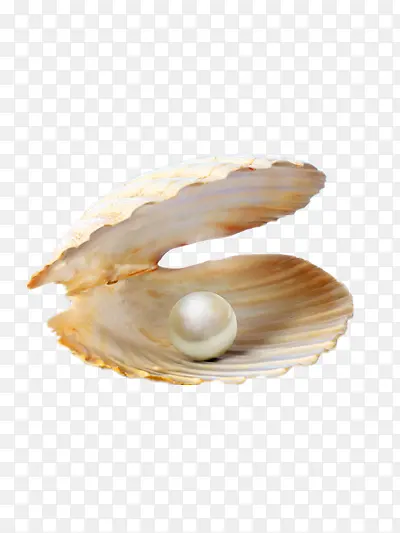 长在贝壳里的珍珠
