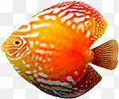 鱼 金鱼 热带鱼