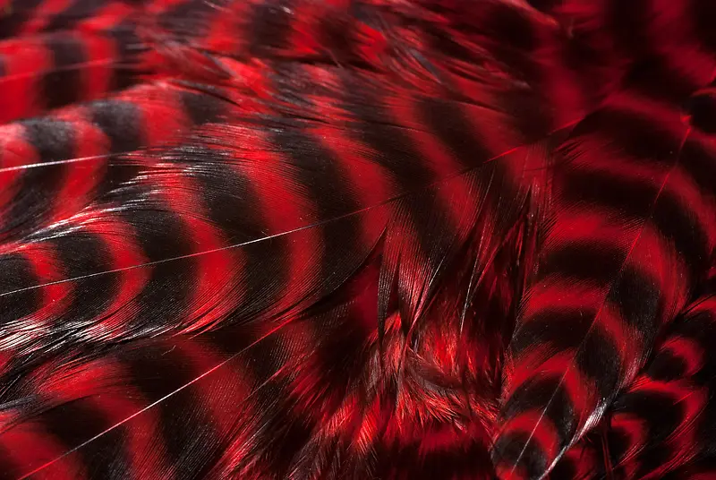 红色羽毛背景