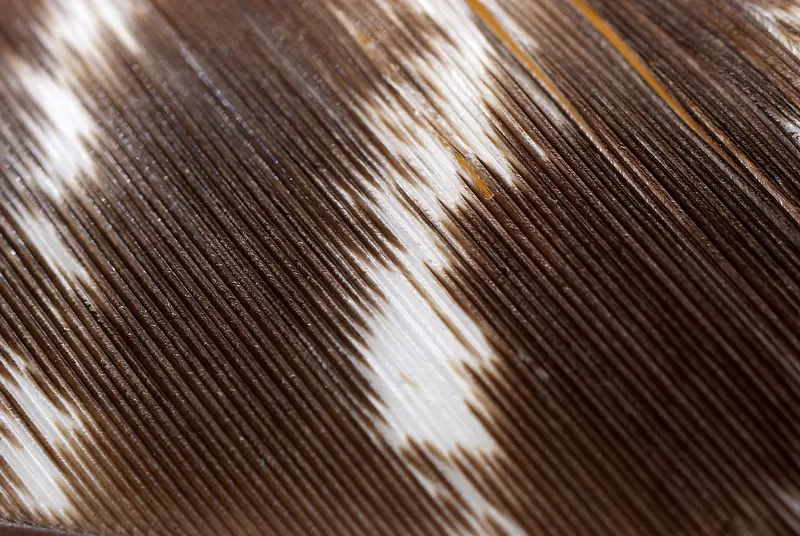 羽毛材质纹理背景
