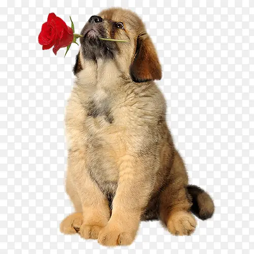狗狗和玫瑰花