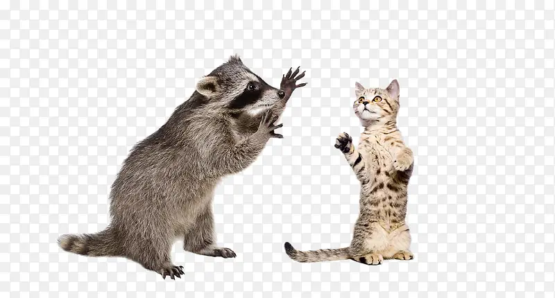 浣熊和猫咪打架
