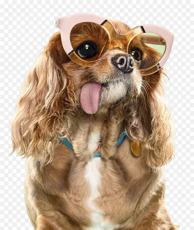 戴眼镜的狗