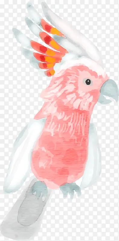 手绘粉色水彩鹦鹉