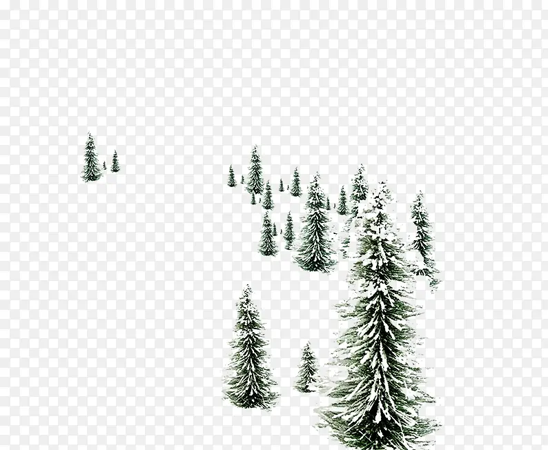 柏树上的积雪
