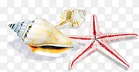 唯美精美海星海螺