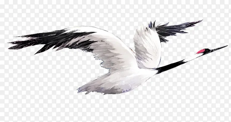 白色展翅飞翔白鹤