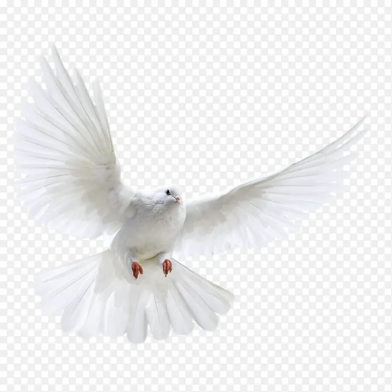 白色鸽子展翅
