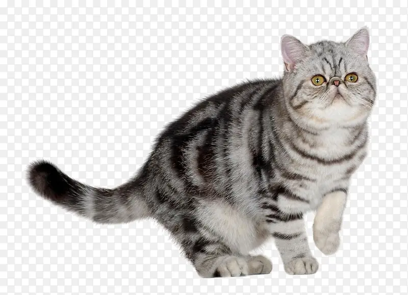 小猫图片素材