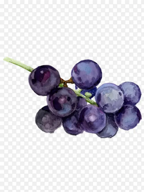 手绘水彩水果葡萄