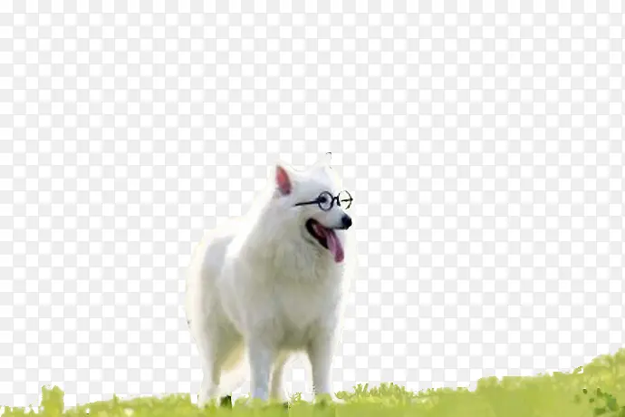 萨摩 抠图 狗狗