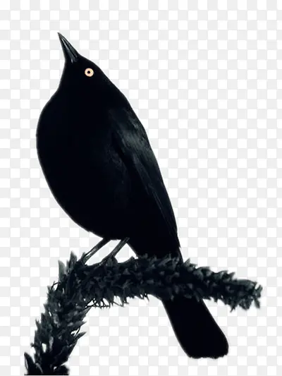 创意黑色鸟