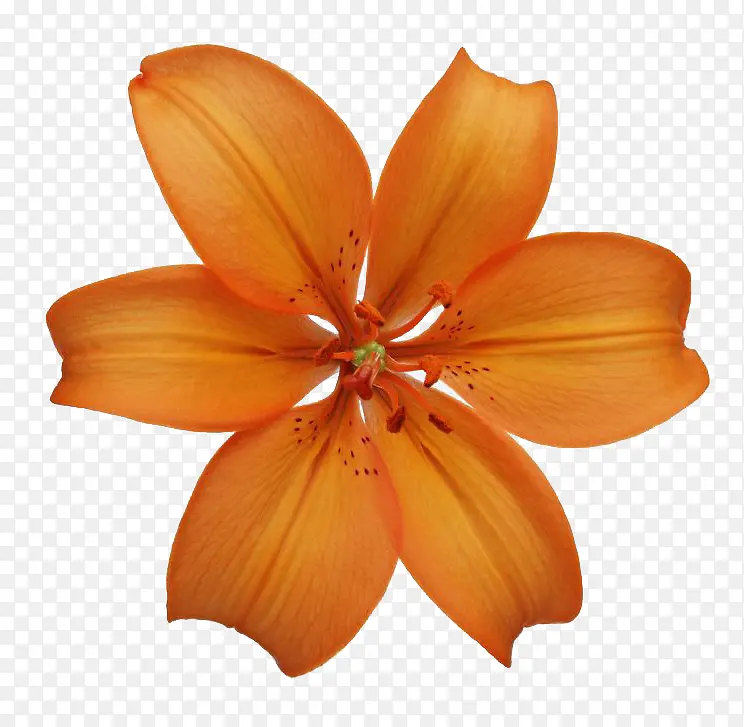 橙色百合花