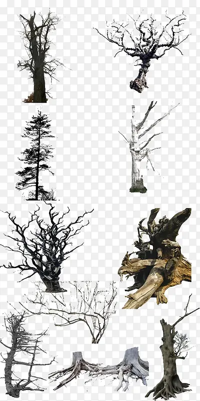 4种枯树