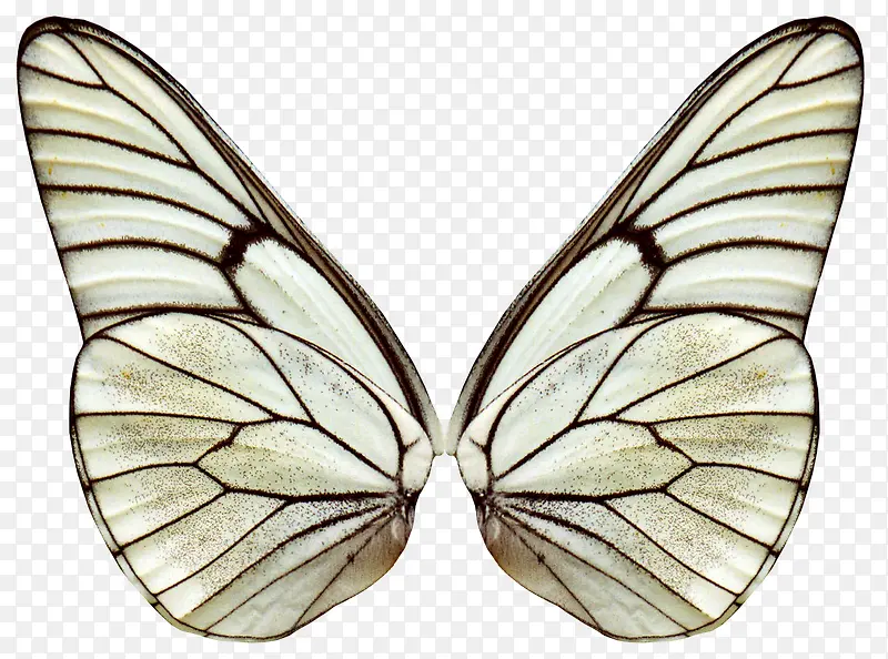 白色蝴蝶翅膀