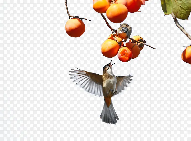 柿子与鸟