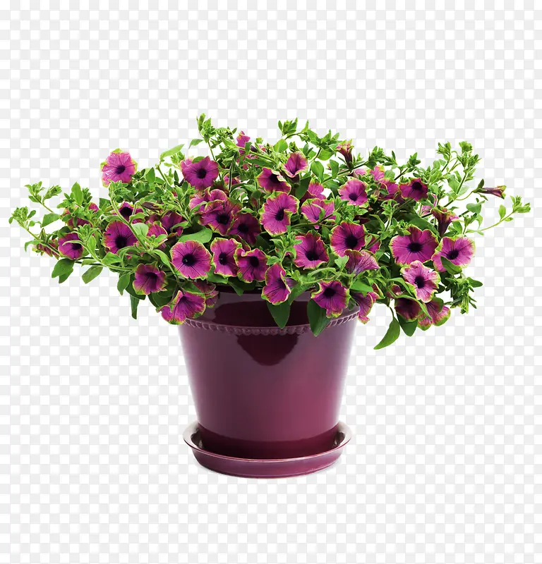 一盆紫色花