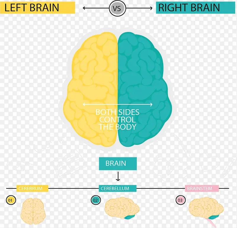 左右脑分类信息图表
