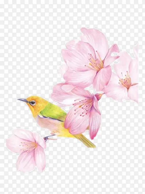 彩铅手绘粉色海棠花