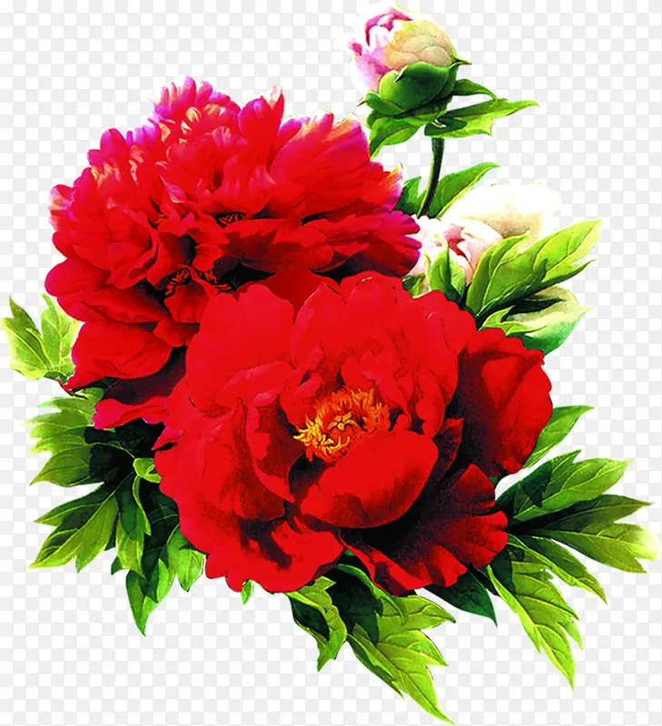 红色鲜花美景装饰花朵
