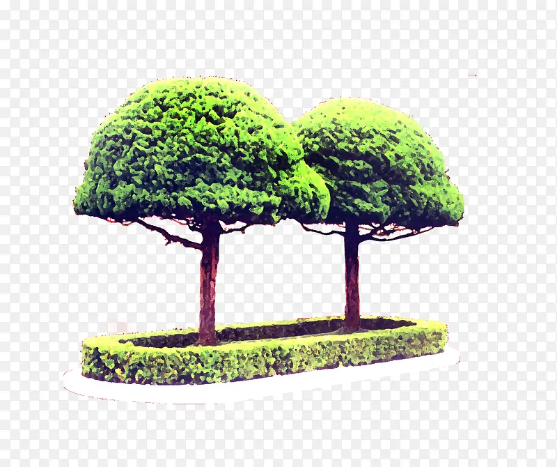 园林造型树