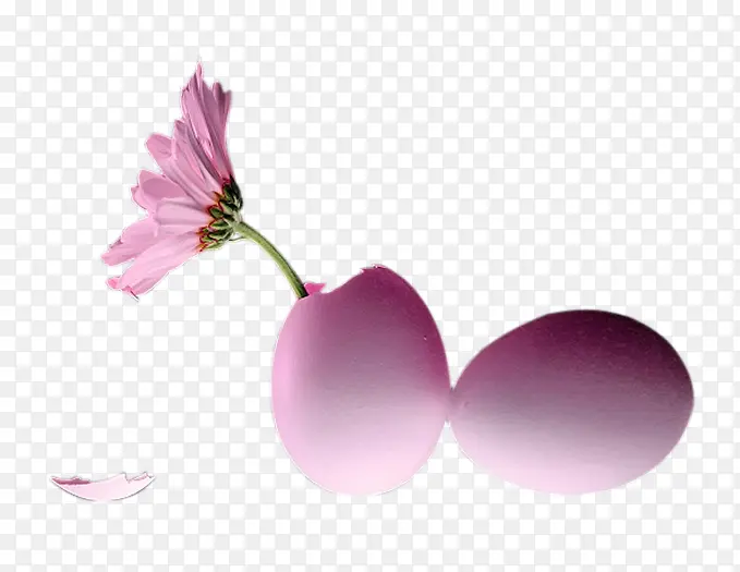 粉色菊花蛋壳图片