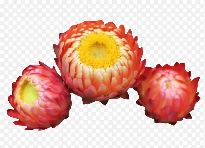三朵粉蜡菊图片素材