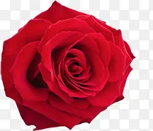 浪漫性感红色玫瑰花装饰