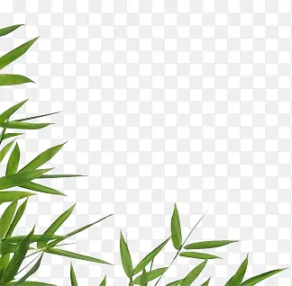 绿色的竹叶竹叶装饰物