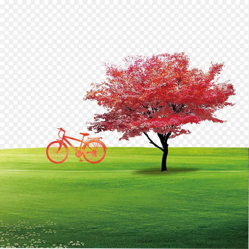 草地上的红枫