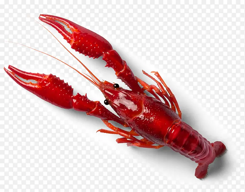 红色的龙虾