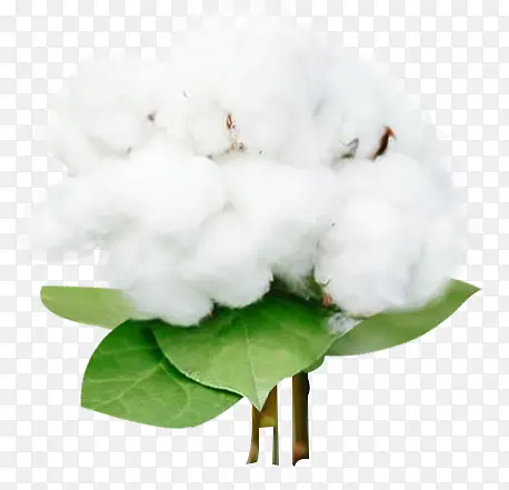 棉花  白色  卫生巾