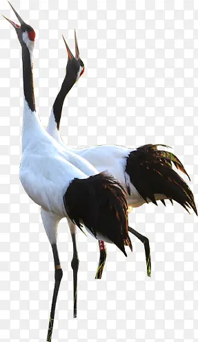 两只丹顶鹤鸟类生物
