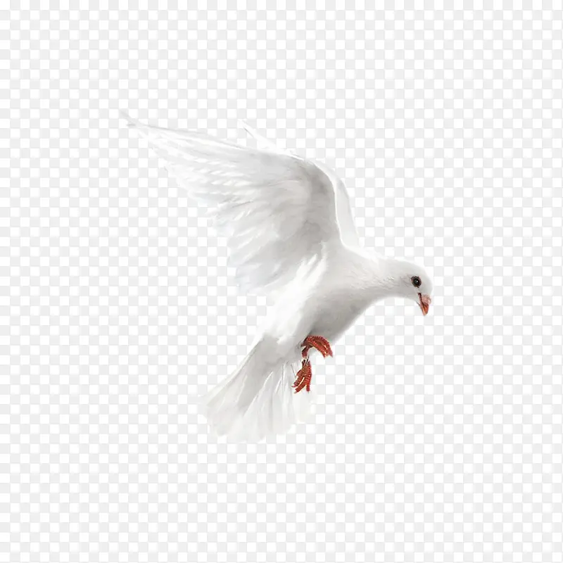 白色鸽子起飞