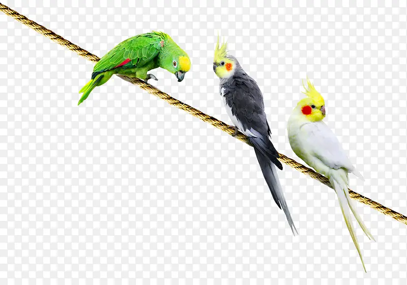绿色小鸟黑白小年白色小鸟