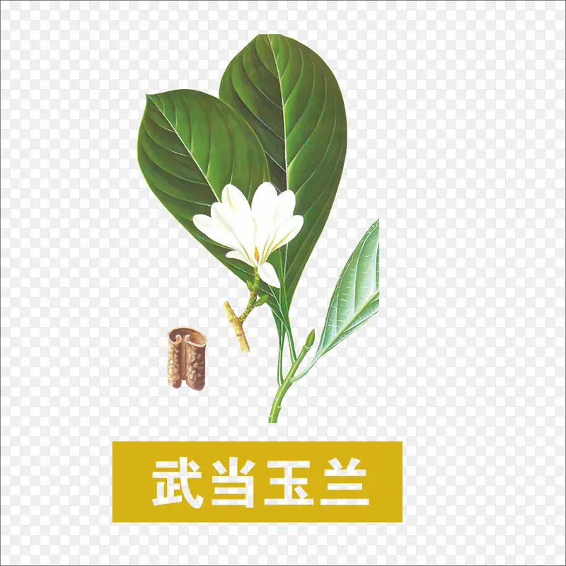 武当玉兰