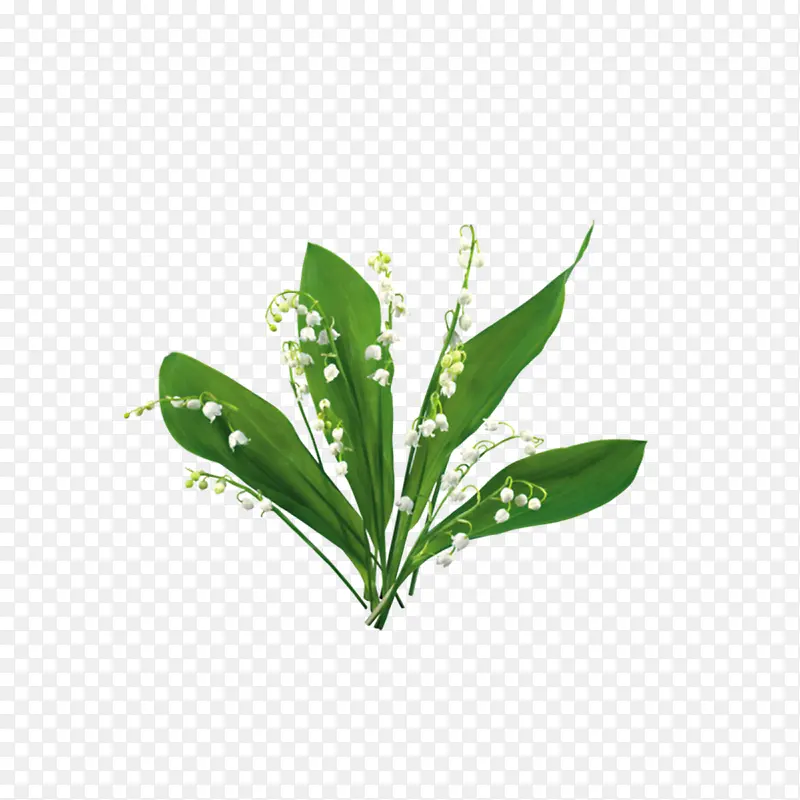 漂亮花叶