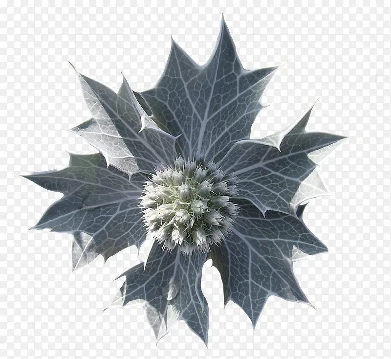 漂亮花叶